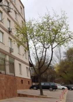 Аренда- Одесса Молдаванка 2200 м здание под офис, школу, Приморский р-н. Лифт. 